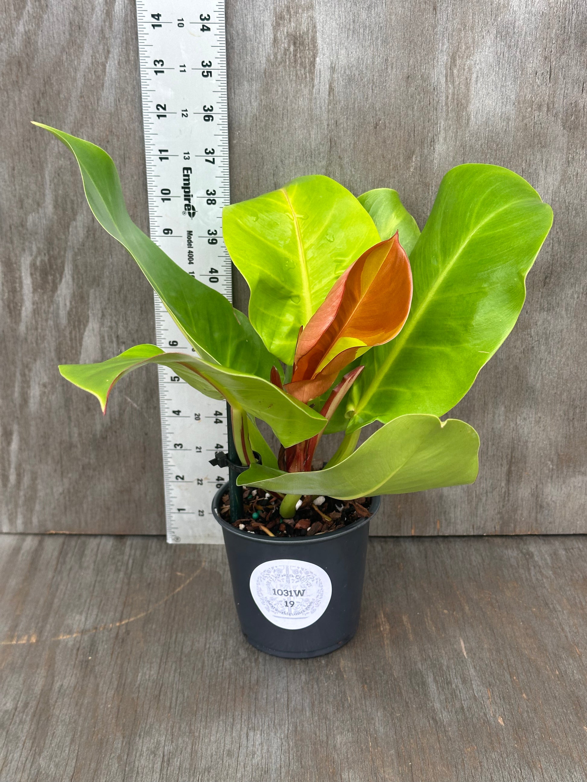 Philodendron sp. 'Yellow Flame' in a 4-inch pot, showcasing its bright leaves, perfect for exotic houseplant enthusiasts at Next World Exotics.