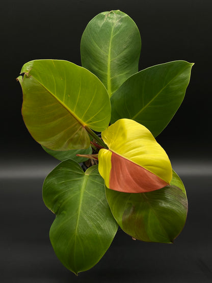 philodendron imperial yellow Philodendron sp. 'Yellow Flame' (522W15)