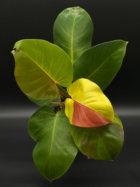 Philodendron sp. 'Yellow Flame' in a 4-inch pot, showcasing its distinctive bright leaves, ideal for collectors of rare variegated tropical houseplants.