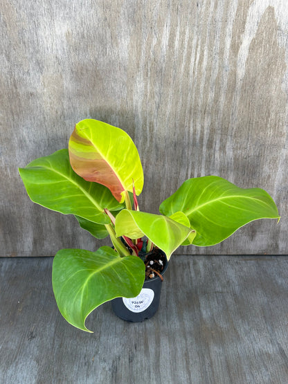 Philodendron sp. 'Yellow Flame' in a pot, showcasing its vibrant foliage, perfect for rare plant collectors and enthusiasts. Available at Next World Exotics.