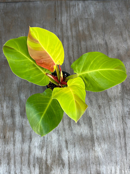 Philodendron sp. 'Yellow Flame' (926W04), featuring close-up views of its variegated leaves, available at Next World Exotics for exotic houseplant enthusiasts.