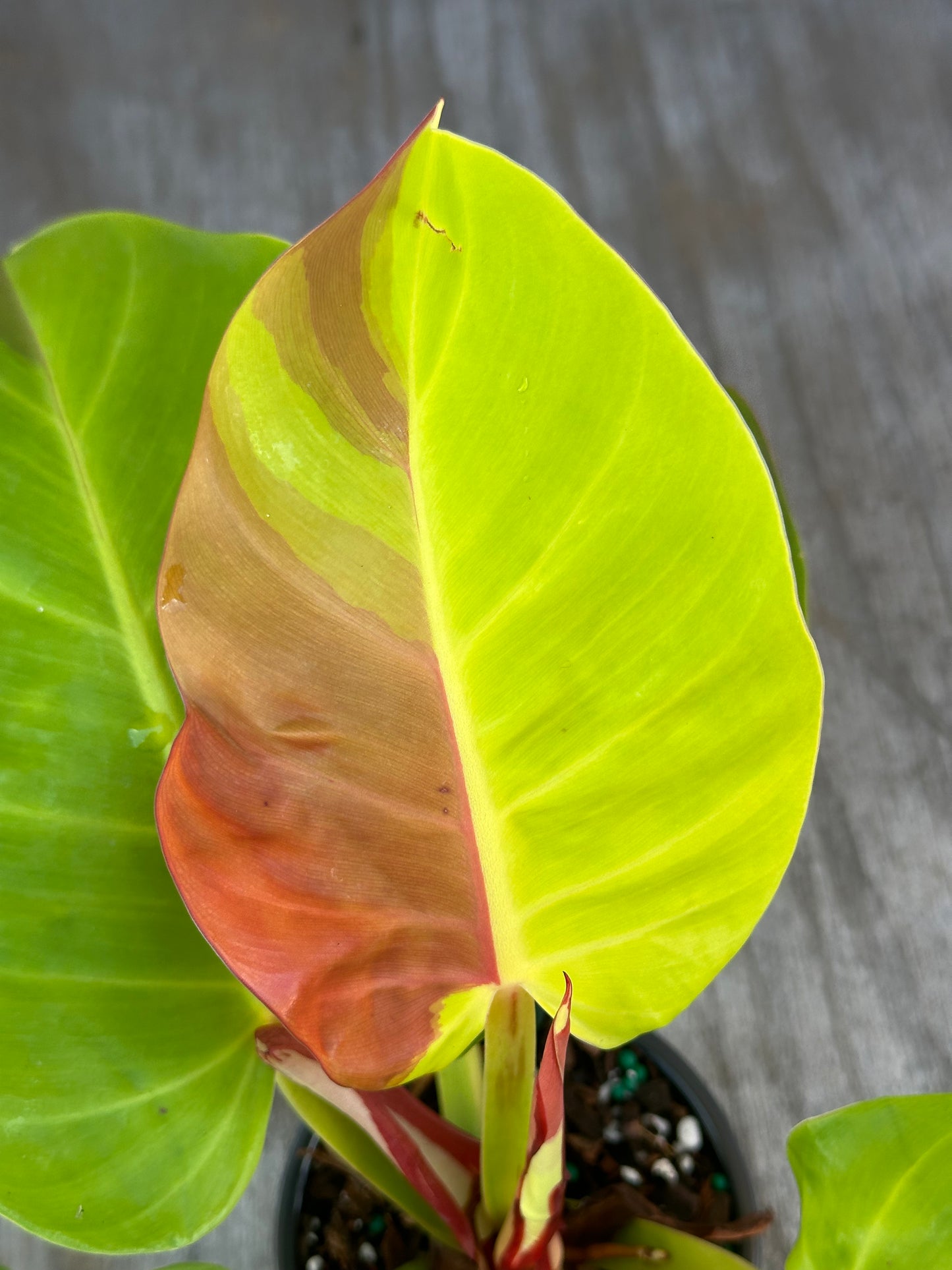 Close-up of Philodendron sp. 'Yellow Flame' leaf, showcasing its unique variegation. Featured in Next World Exotics' rare tropical houseplants collection.