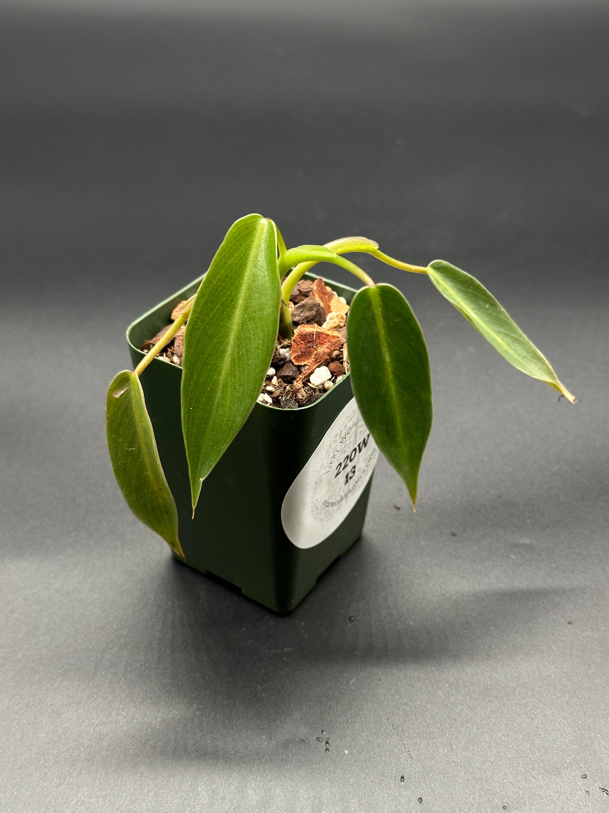 philodendron hoya carmosa Philodendron Spiritus-sancti Seedling (220W13)