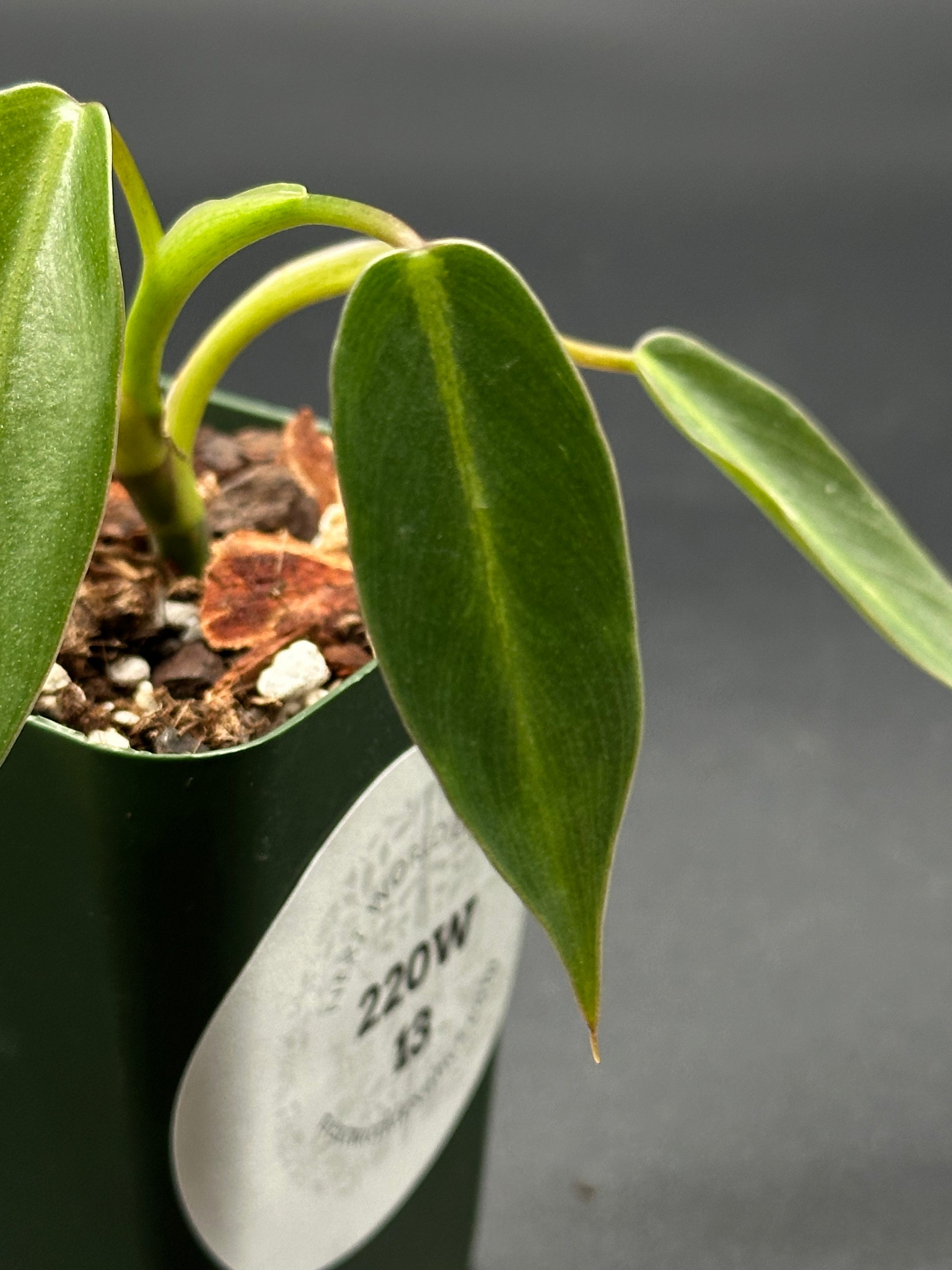 spiritus sancti philodendron for sale Philodendron Spiritus-sancti Seedling (220W13) – Next World Exotics
