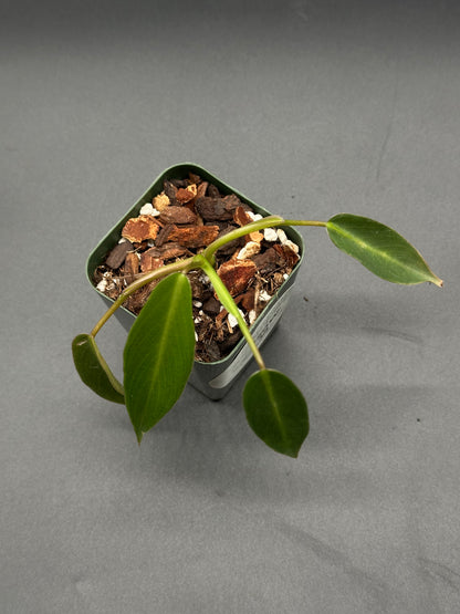 philodendron spiritus sancti seeds for sale Philodendron Spiritus-sancti Seedling (220W13) – Next World Exotics
