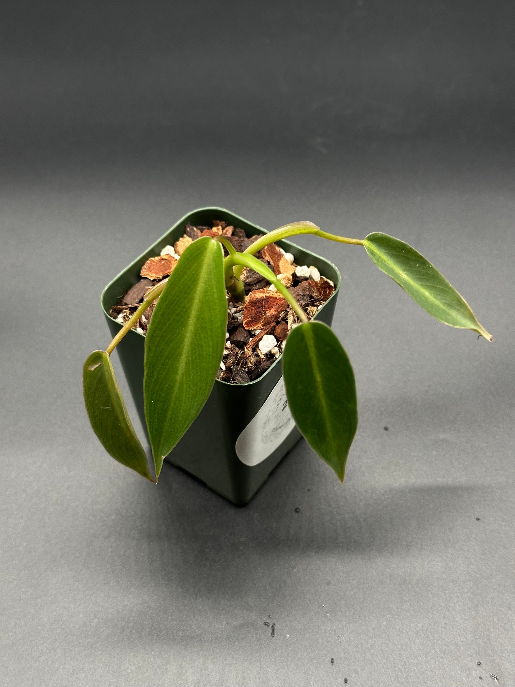 philodendron temptation variegated Philodendron Spiritus-sancti Seedling (220W13)