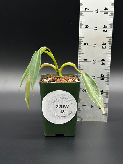 Philodendron Spiritus-sancti Seedling in pot beside ruler, showcasing its size, featured by Next World Exotics for rare variegated houseplant enthusiasts.