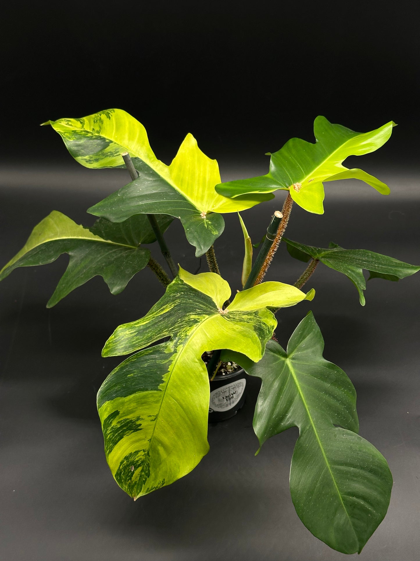 Philodendron squamiferum 'Aurea' with lobed leaves, vibrant yellow-green variegation, and red fuzzy petioles, showcasing its distinctive high-contrast appearance.