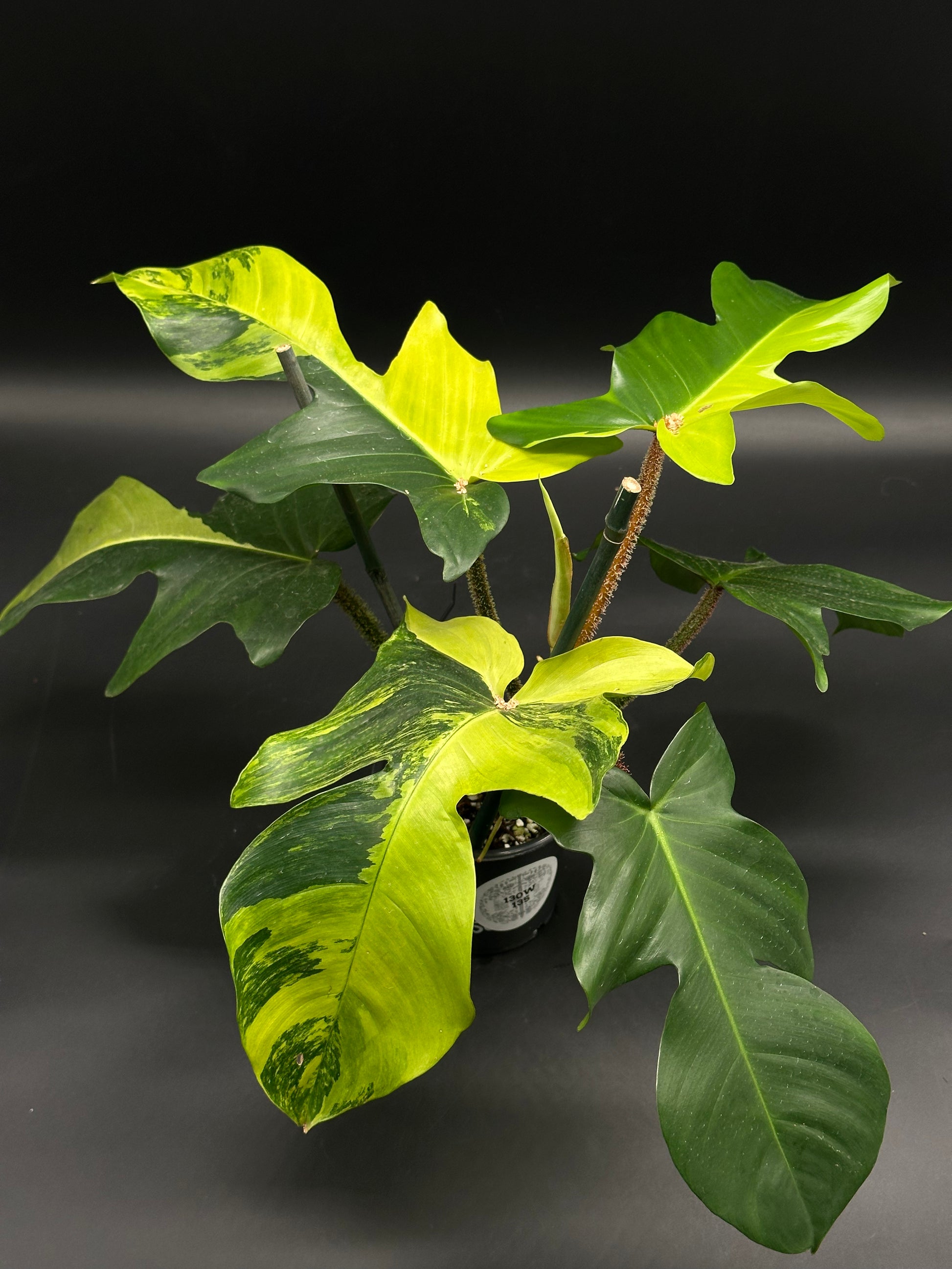 Philodendron squamiferum 'Aurea' with lobed leaves, vibrant yellow-green variegation, and red fuzzy petioles, showcasing its distinctive high-contrast appearance.