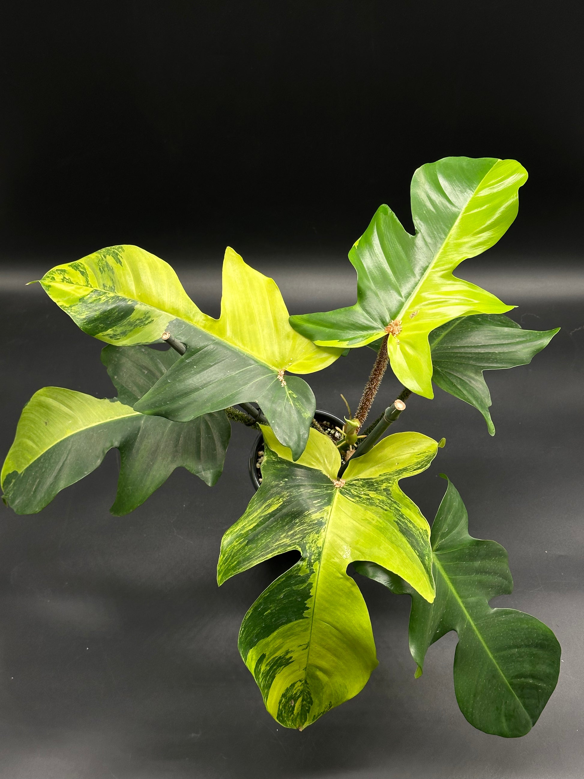 Philodendron squamiferum 'Aurea' with bristly red stems, features large variegated leaves in green and chartreuse, highlighting new neon yellow growth.
