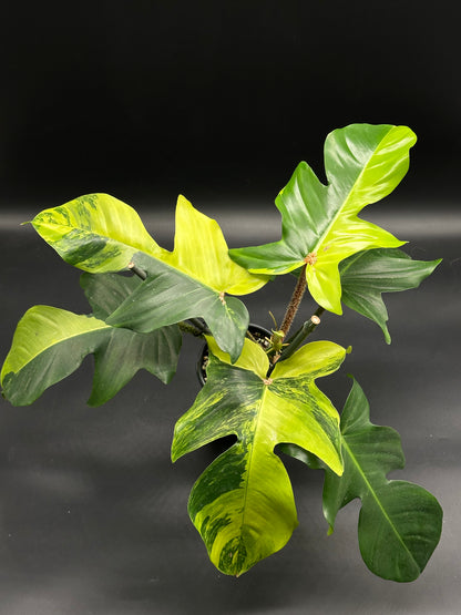 Philodendron squamiferum 'Aurea' with bristly red stems, features large variegated leaves in green and chartreuse, highlighting new neon yellow growth.