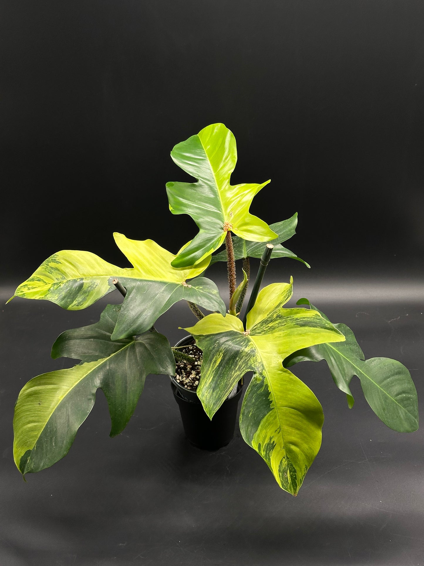 Philodendron squamiferum 'Aurea' with deeply lobed, variegated leaves and bristly red stems, supported by stakes in a black nursery pot.