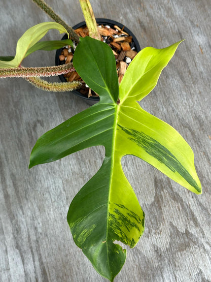 Philodendron Squamiferum Variegated (PSV1) 🌱 with large, lobed leaves and reddish, hair-like stems in a 4-inch pot.