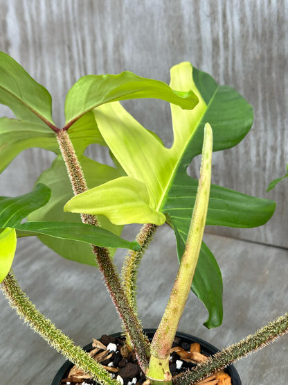 Philodendron Squamiferum Variegated (PSV1) 🌱 in a 4-inch pot, showcasing its distinctive hairy reddish stems and large, lobed leaves resembling oak leaves.