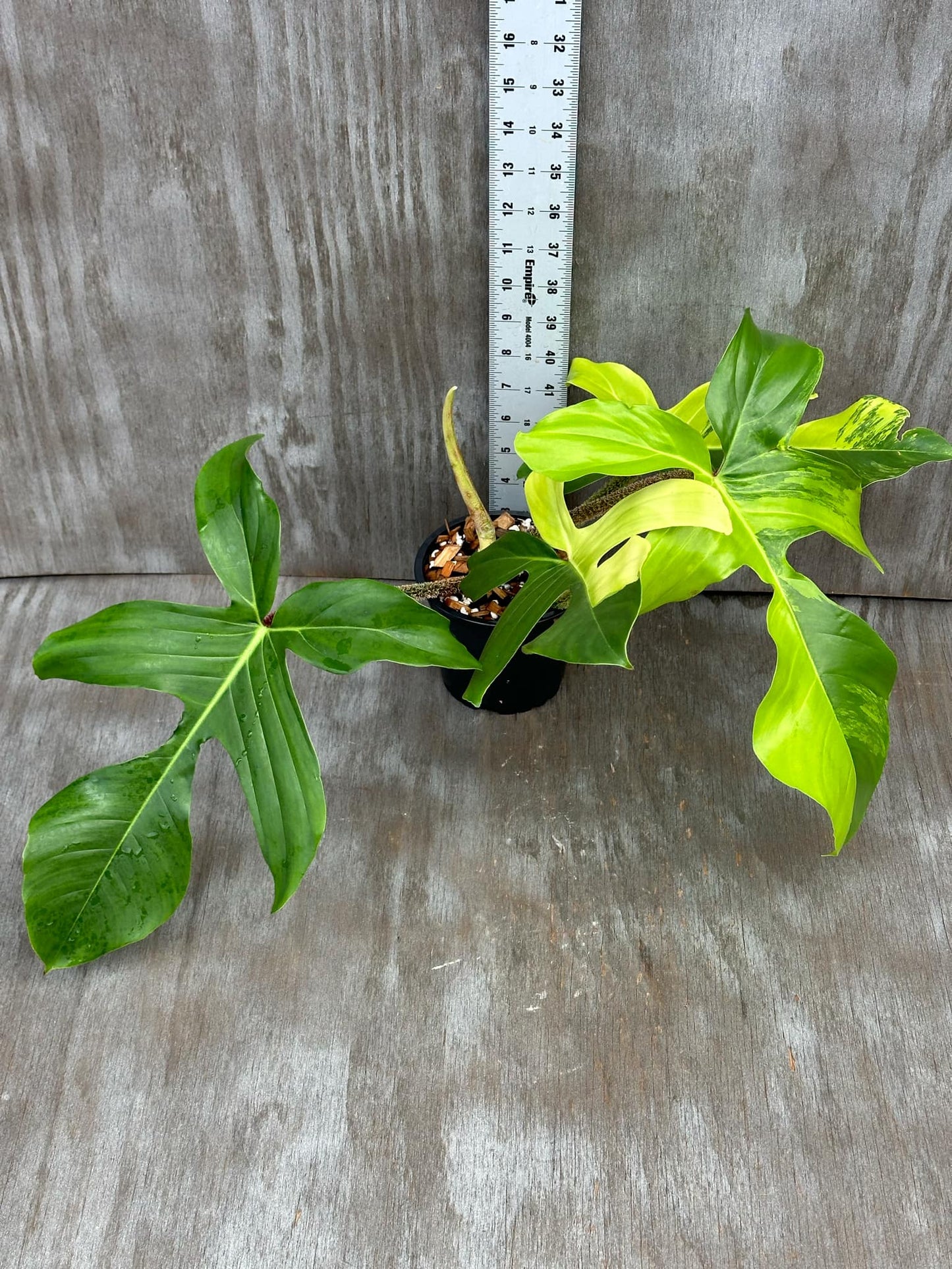 Philodendron Squamiferum Variegated (PSV1) 🌱 in a 4-inch pot with distinctive lobed leaves and hairy reddish stems, accompanied by a white ruler for scale.