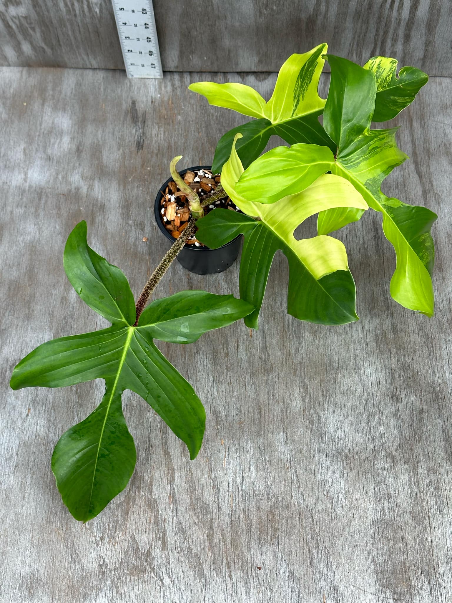 Philodendron Squamiferum Variegated (PSV1) 🌱 in a 4-inch pot, showcasing its lobed, oak-like leaves and distinctive reddish, hair-covered stems.