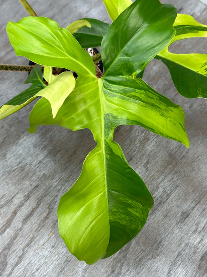 Philodendron Squamiferum Variegated (PSV1) 🌱 with large, lobed green leaves on a wooden surface, highlighting its distinctive hair-like stems.