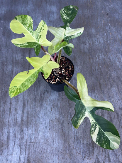 Philodendron Squamiferum Variegated (PSV2) 🌱 in a pot, showcasing its distinctive, deeply lobed leaves and unique reddish, hair-covered stems on a wood surface.