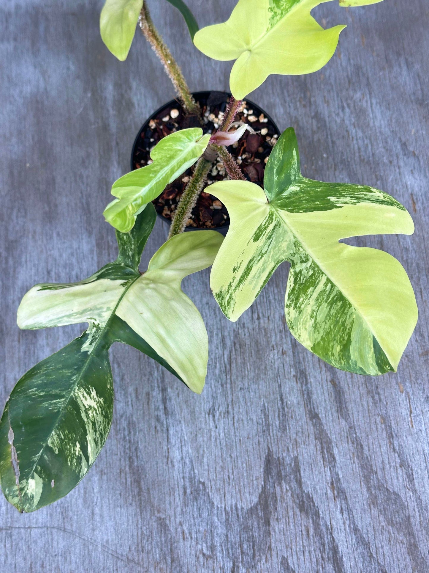 Philodendron Squamiferum Variegated (PSV2) 🌱 in a pot showcasing its distinctive reddish stems and lobed, variegated leaves, perfect for collectors.