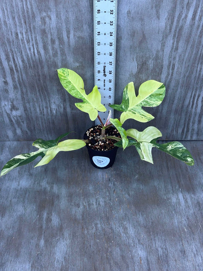 Philodendron Squamiferum Variegated (PSV2) 🌱 in a pot, showcasing its unique lobed leaves and reddish, hair-like stems.