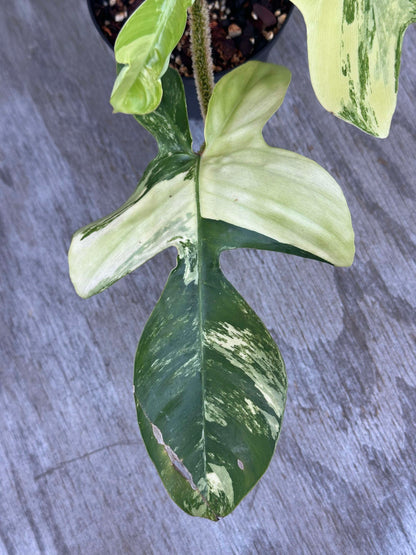 Philodendron Squamiferum Variegated (PSV2) 🌱 displaying large, deeply lobed leaves with green and white variegation, perfect for collectors.