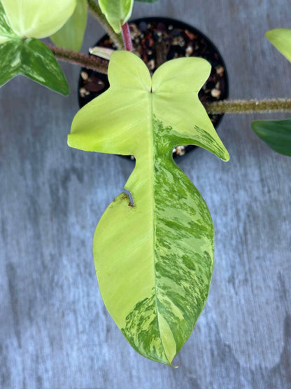 Philodendron Squamiferum Variegated (PSV2) 🌱, showcasing a close-up of its distinctive, deeply dissected green leaves and unique reddish, hair-like stems.