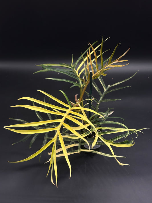 Philodendron Tortum Variegated (130W152)