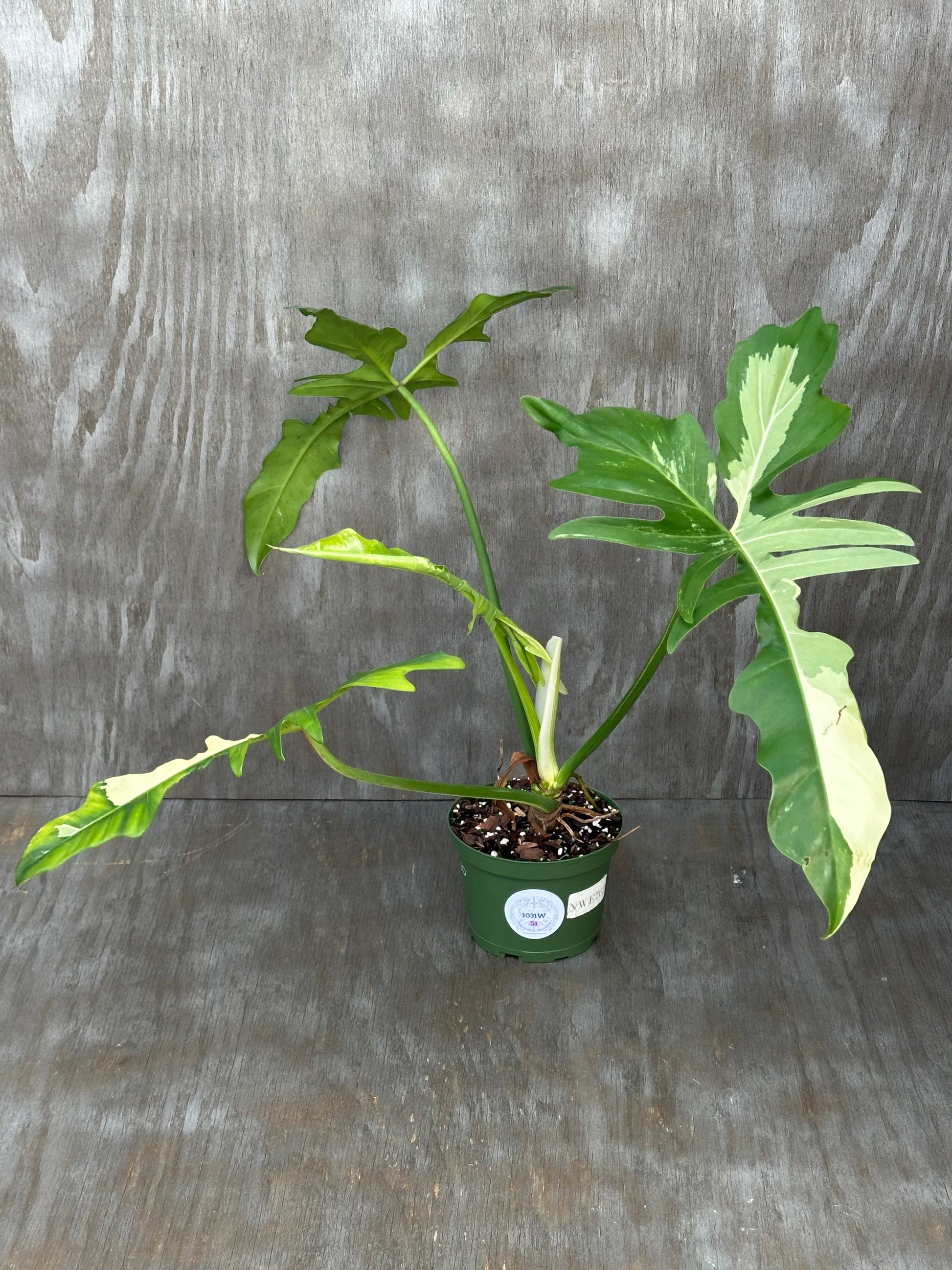 Variegated Philodendron 'Golden Dragon' in a pot, showcasing its distinctive leaves, perfect for exotic plant enthusiasts seeking rare tropical houseplants.