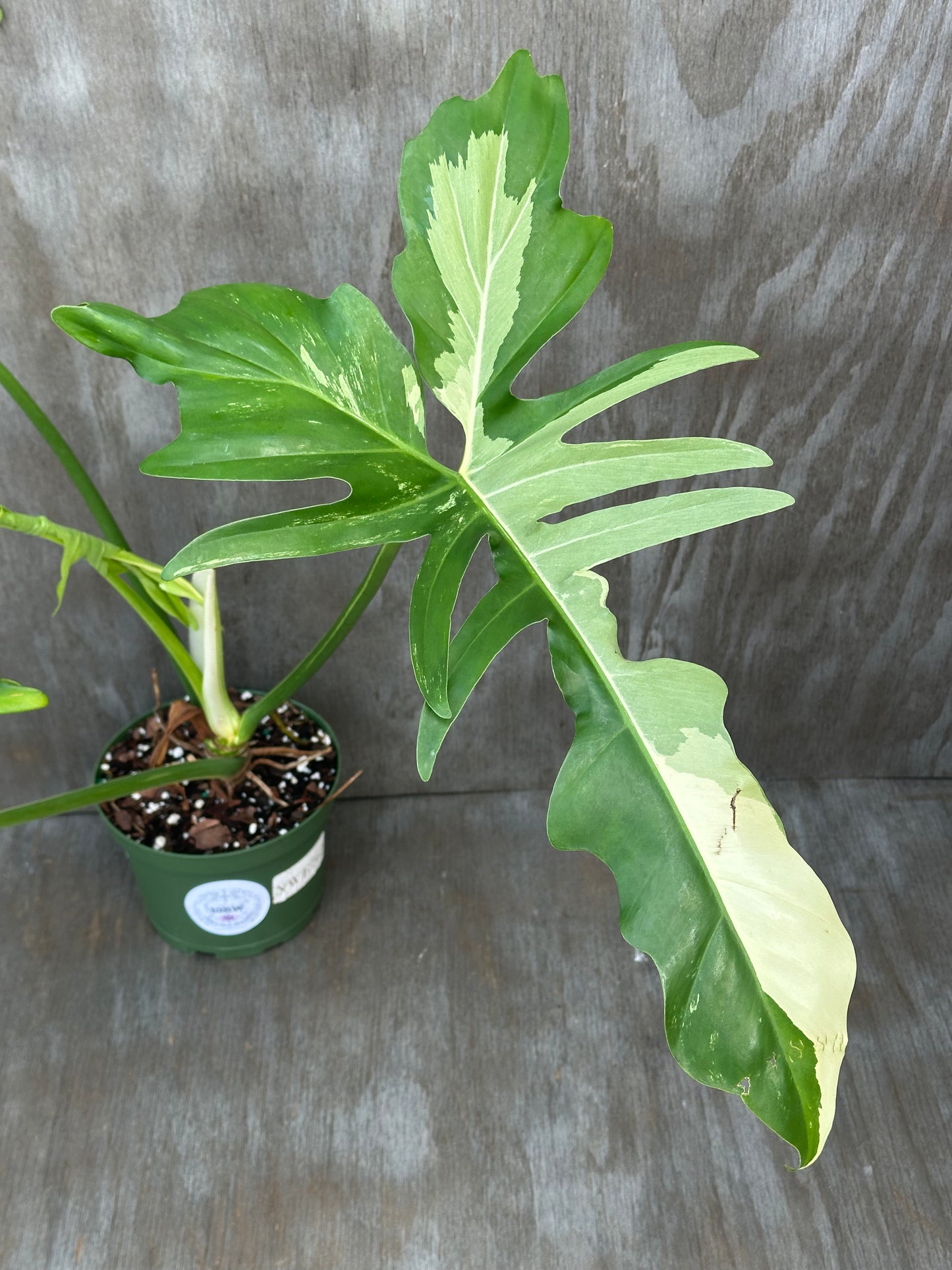 Philodendron Variegated 'Golden Dragon' in a pot, showcasing its lush leaves, perfect for exotic houseplant enthusiasts seeking rare tropical varieties.