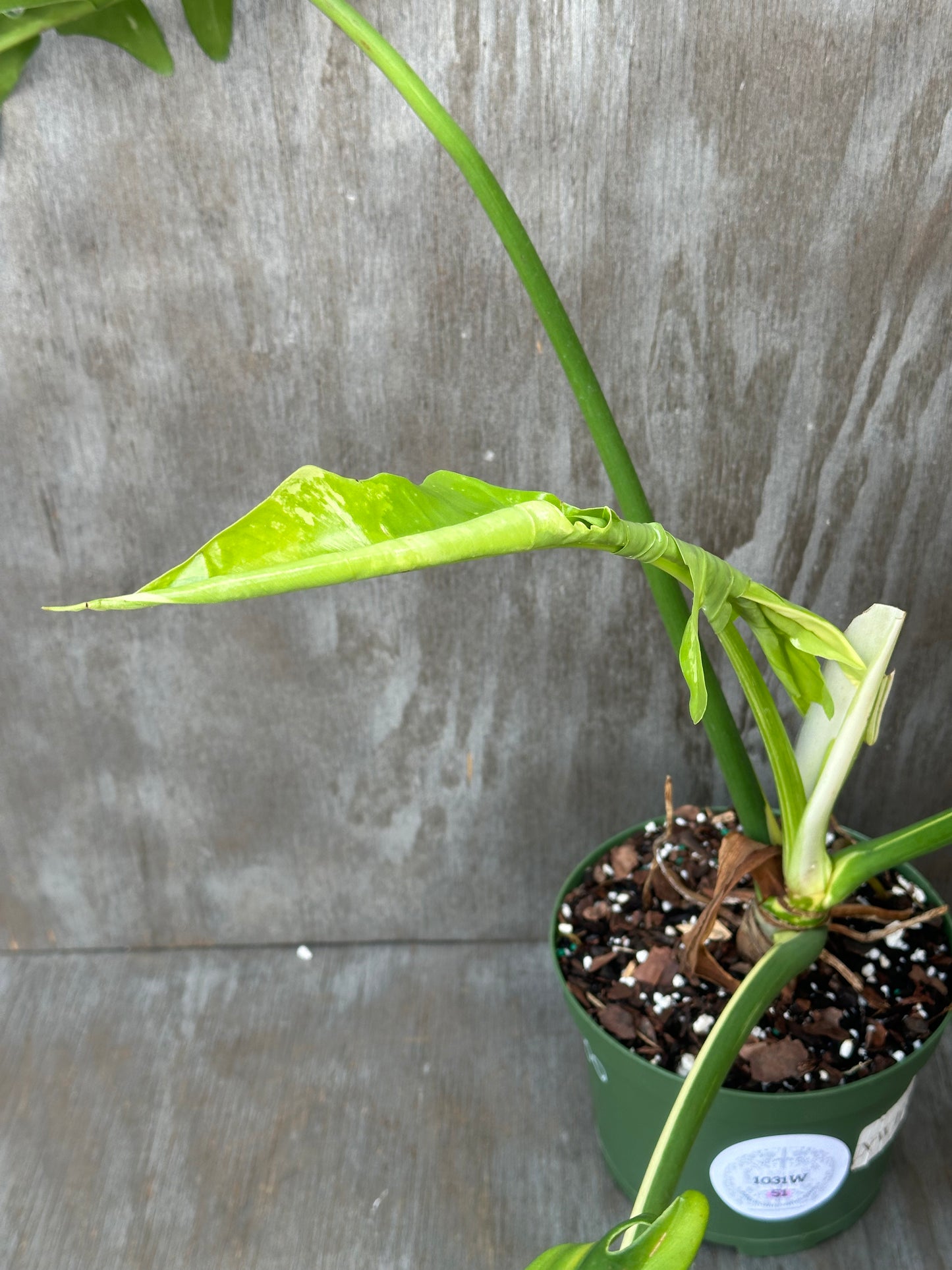 Philodendron Variegated 'Golden Dragon' in a pot, showcasing its lush foliage, ideal for exotic houseplant enthusiasts.