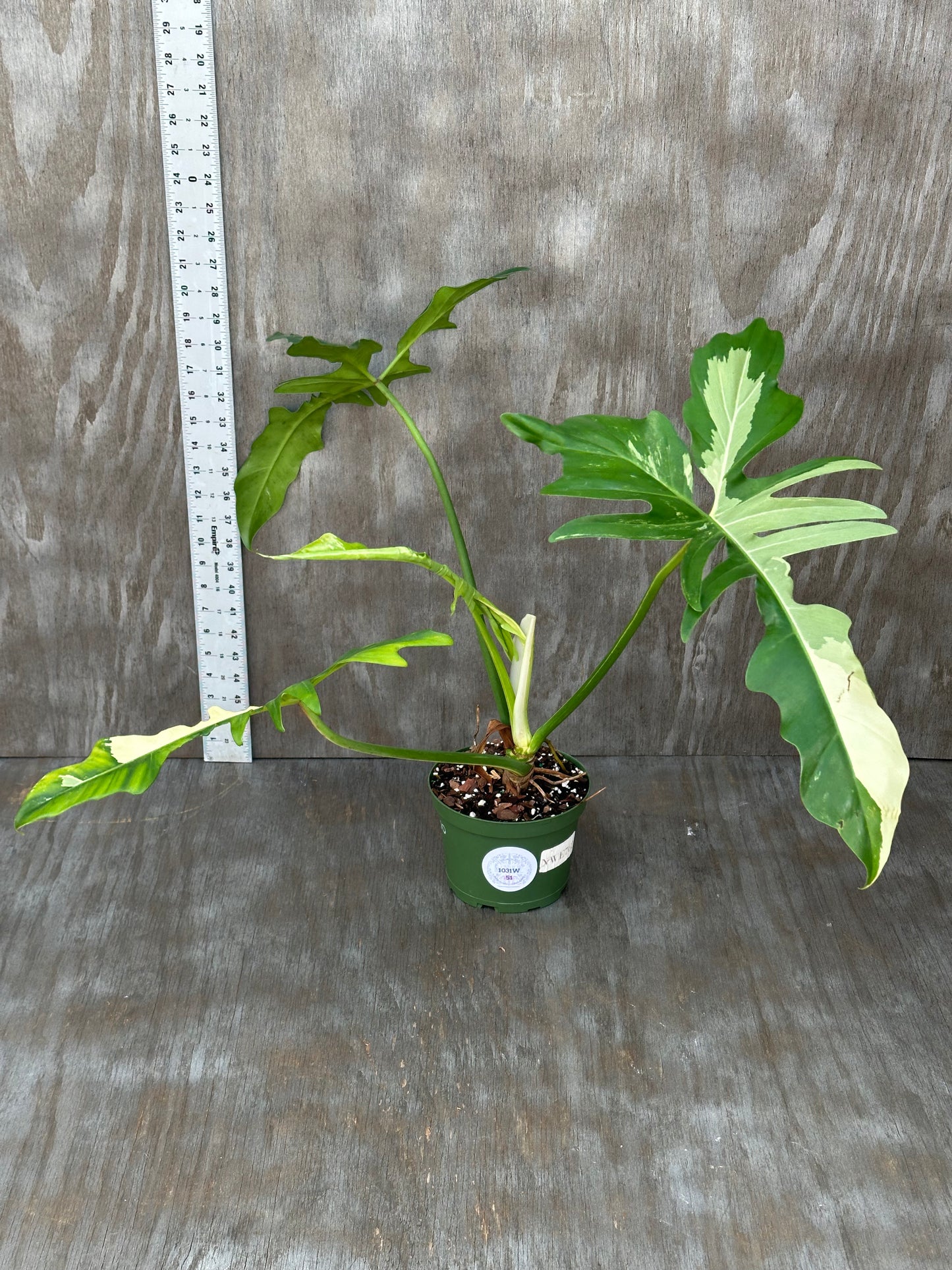 Philodendron Variegated 'Golden Dragon' in a green pot, showcasing distinct variegated leaves. Featured among exotic houseplants at Next World Exotics.