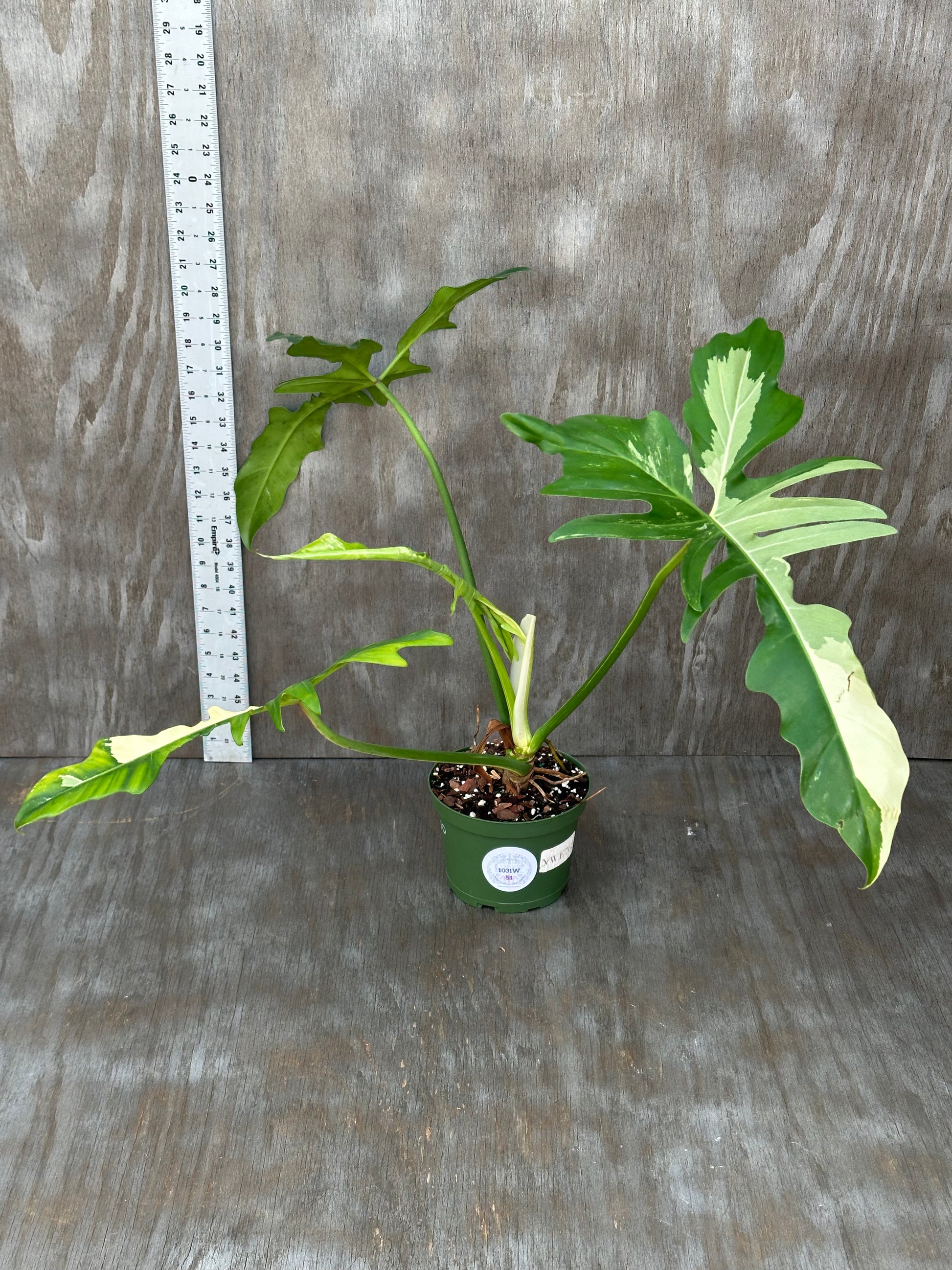 Philodendron Variegated 'Golden Dragon' in a green pot, showcasing distinct variegated leaves. Featured among exotic houseplants at Next World Exotics.