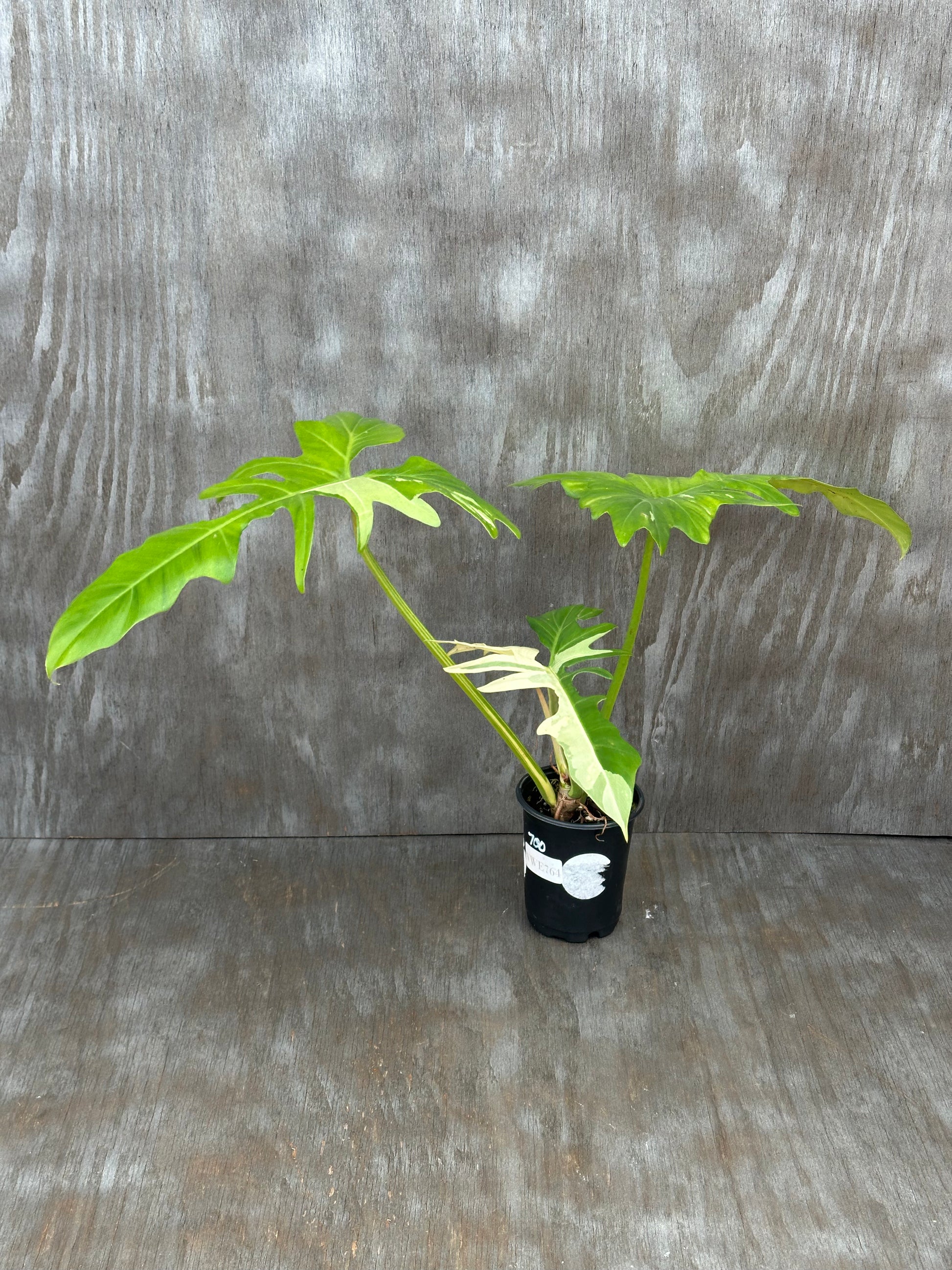 Philodendron Variegated 'Golden Dragon' in a pot, showcasing its lush leaves. Ideal for exotic houseplant enthusiasts from Next World Exotics.