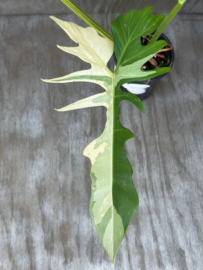 Close-up of a Philodendron Variegated 'Golden Dragon,' highlighting its unique leaf patterns, available at Next World Exotics for rare houseplant enthusiasts.