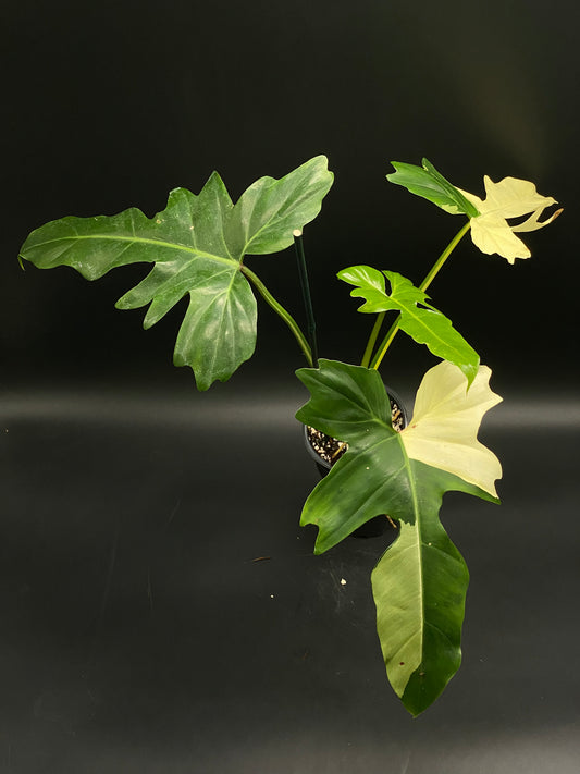 Philodendron Variegated 'Golden Dragon' in a 4-inch pot, showcasing deeply lobed leaves with green and creamy white variegation against a dark background.