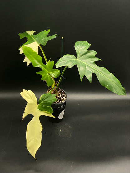 Philodendron Variegated 'Golden Dragon' in a 4-inch black nursery pot, showcasing deeply lobed, variegated cream-white and green leaves, supported by a stake.
