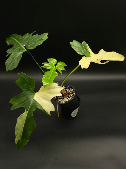 Philodendron Variegated 'Golden Dragon' in a 4-inch plastic nursery pot, showcasing deeply lobed, variegated creamy-white and green leaves, ideal for exotic plant collectors.