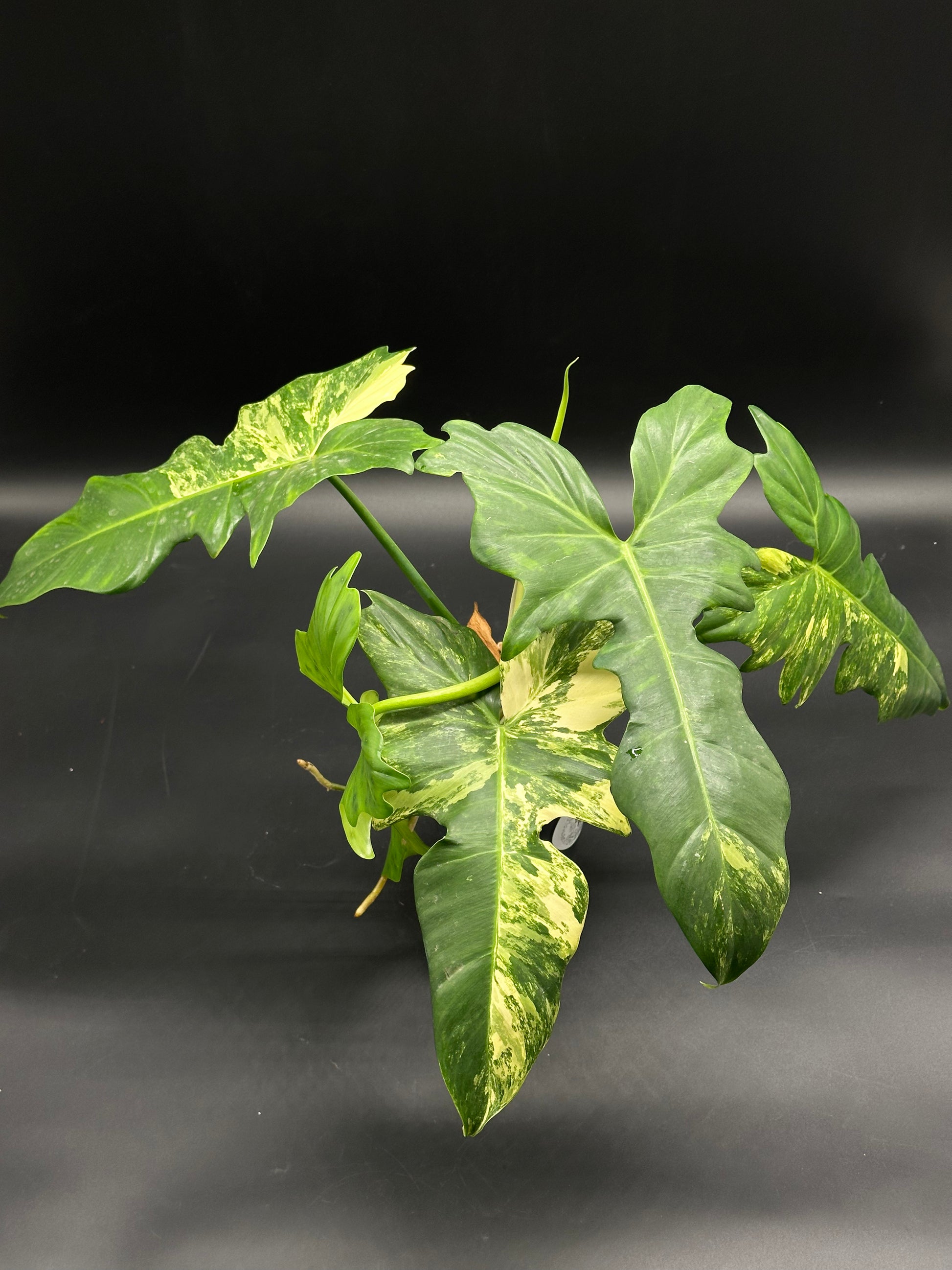Philodendron variegated 'Mottled Dragon' (130W141) showcasing large, serrated, arrowhead-shaped leaves with unique cream-to-yellow galaxy variegation against green. Perfect for exotic plant enthusiasts.