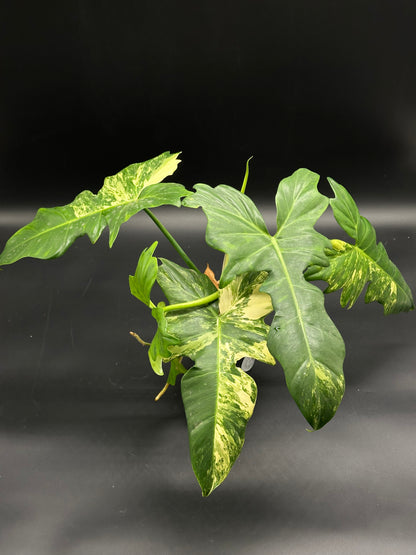 Philodendron variegated 'Mottled Dragon' (130W141) showcasing large, serrated, arrowhead-shaped leaves with unique cream-to-yellow galaxy variegation against green. Perfect for exotic plant enthusiasts.