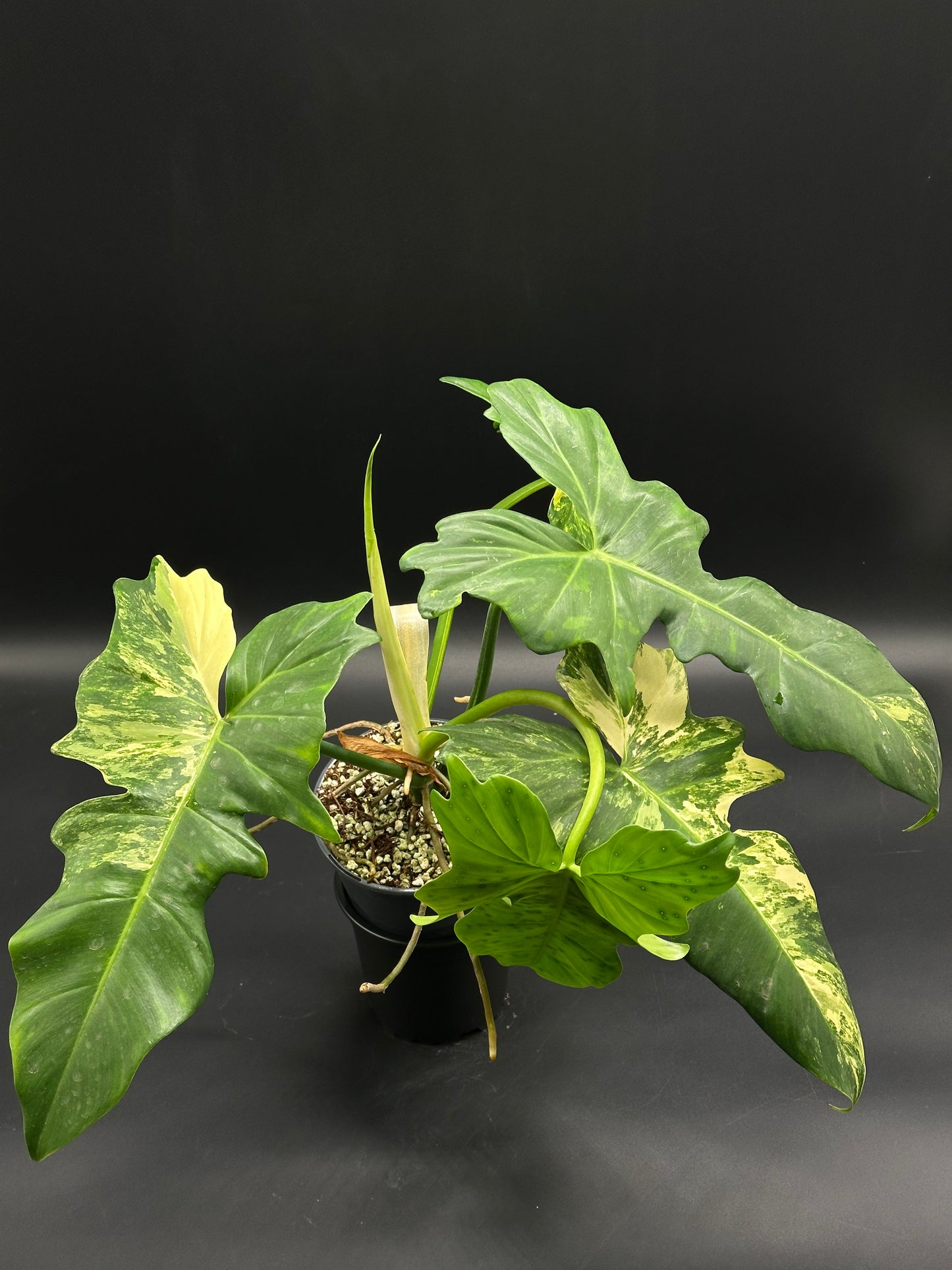 Philodendron variegated 'Mottled Dragon' (130W141) in a black nursery pot, showcasing large, serrated, arrowhead-shaped leaves with green and creamy-yellow variegation.