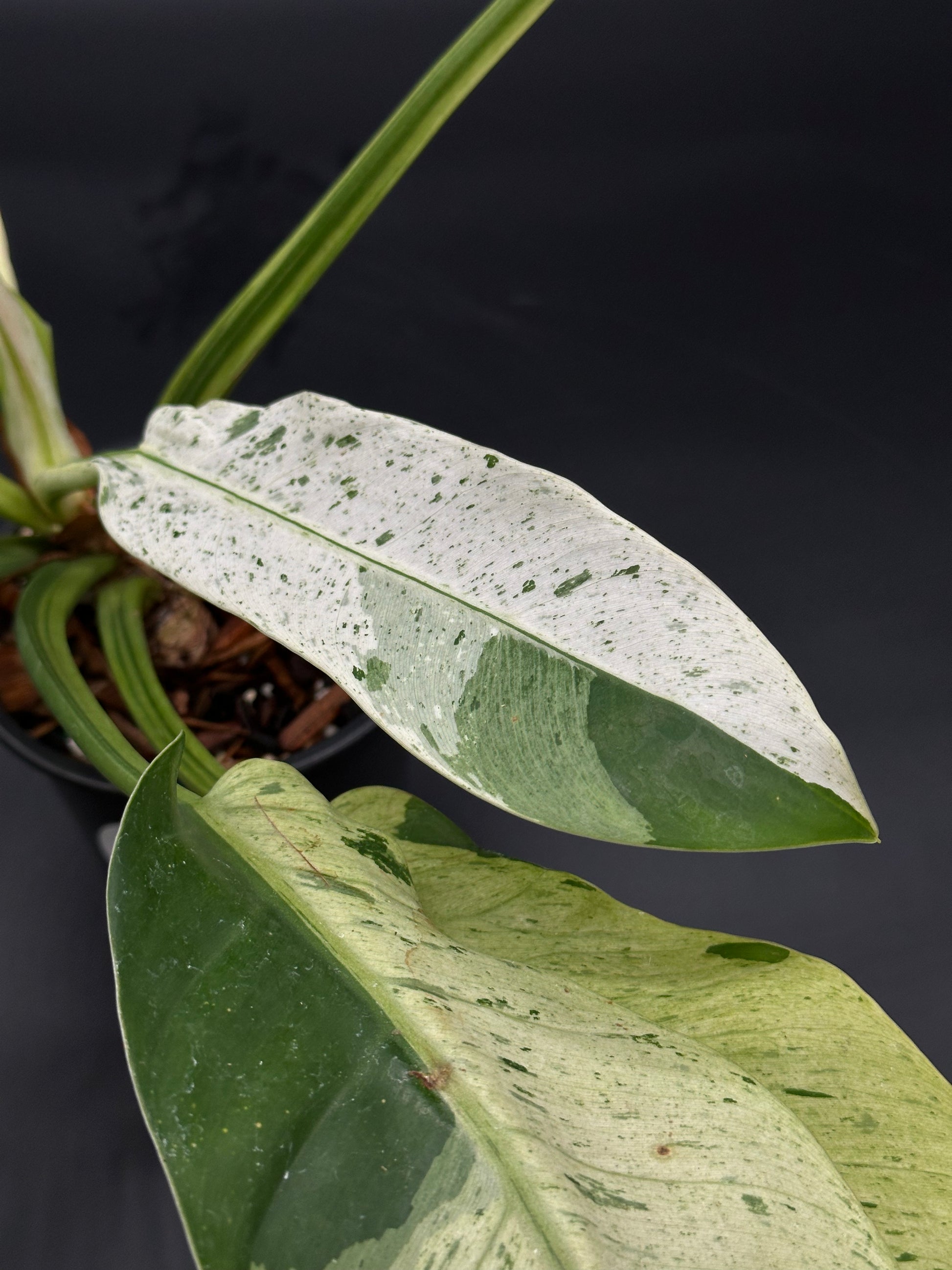 Philodendron Wendlandii sp. 'Orlando' Mint, a rare tropical houseplant, showcasing a close-up of its intricate green leaf structure, ideal for collectors.