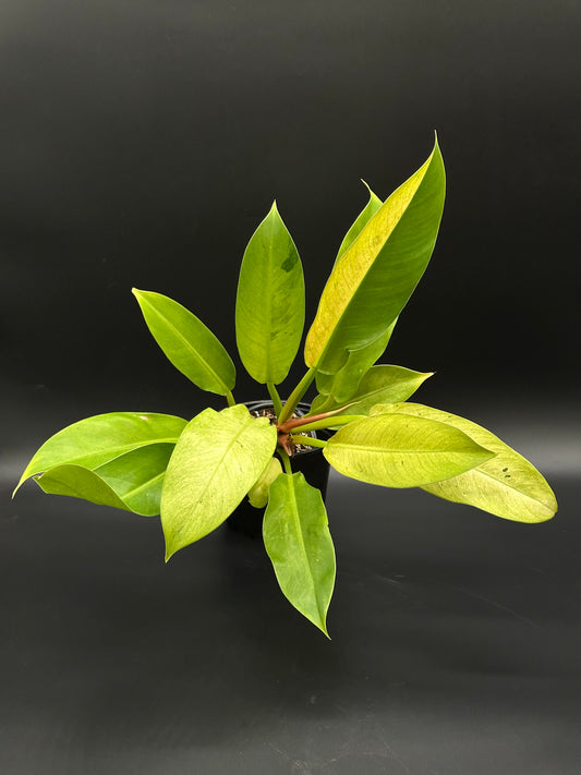 Philodendron Wendlandii sp. 'Orlando' Mint (417W28) in pot, showcasing close-up details of its leaves, perfect for exotic houseplant enthusiasts.
