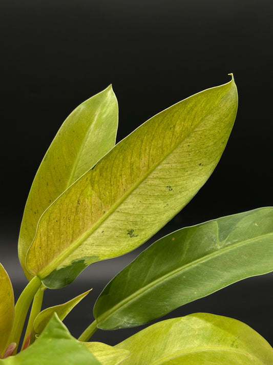Philodendron Wendlandii sp. 'Orlando Mint' (51W14) close-up showing its distinctive leaves, ideal for collectors seeking variegated tropical houseplants from Next World Exotics.