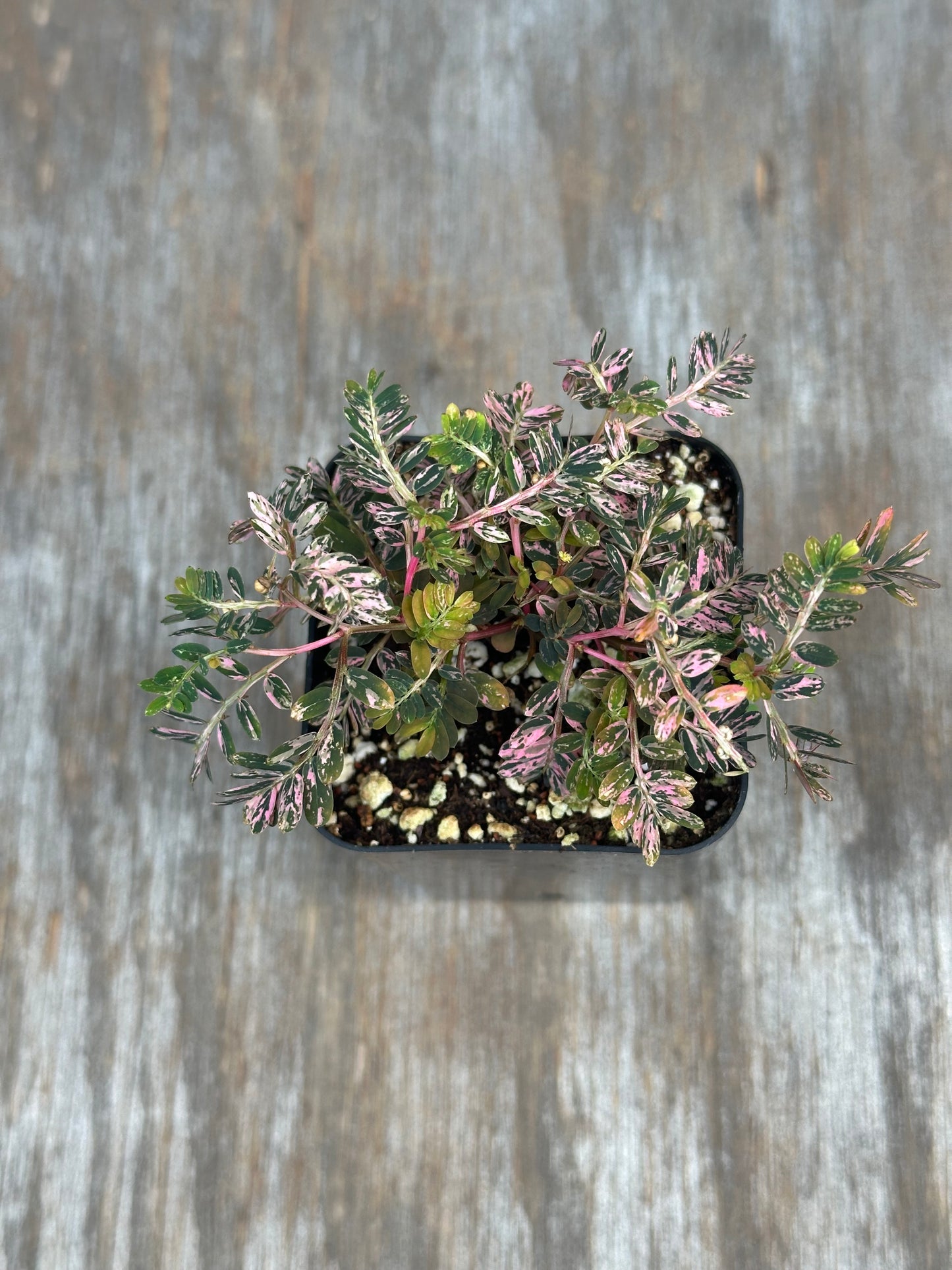 Phylanthus Urinaria Pink Variegated