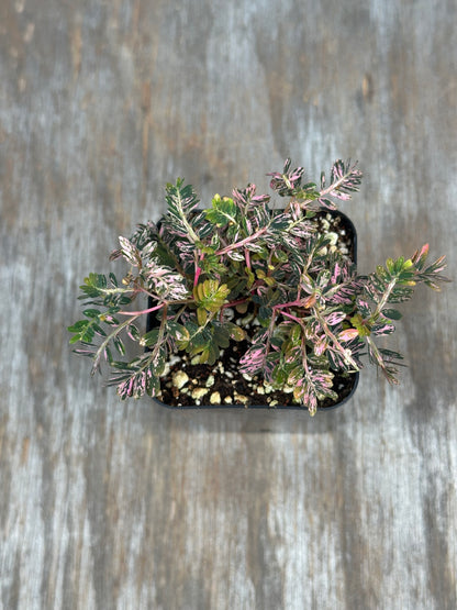 Phylanthus Urinaria Pink Variegated