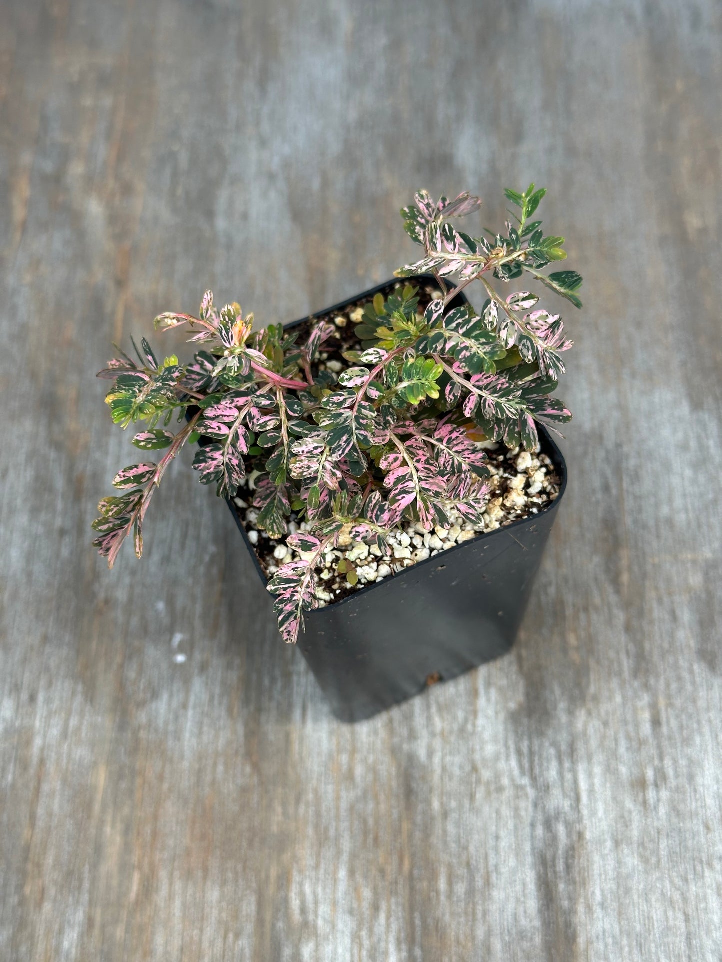 Phylanthus Urinaria Pink Variegated