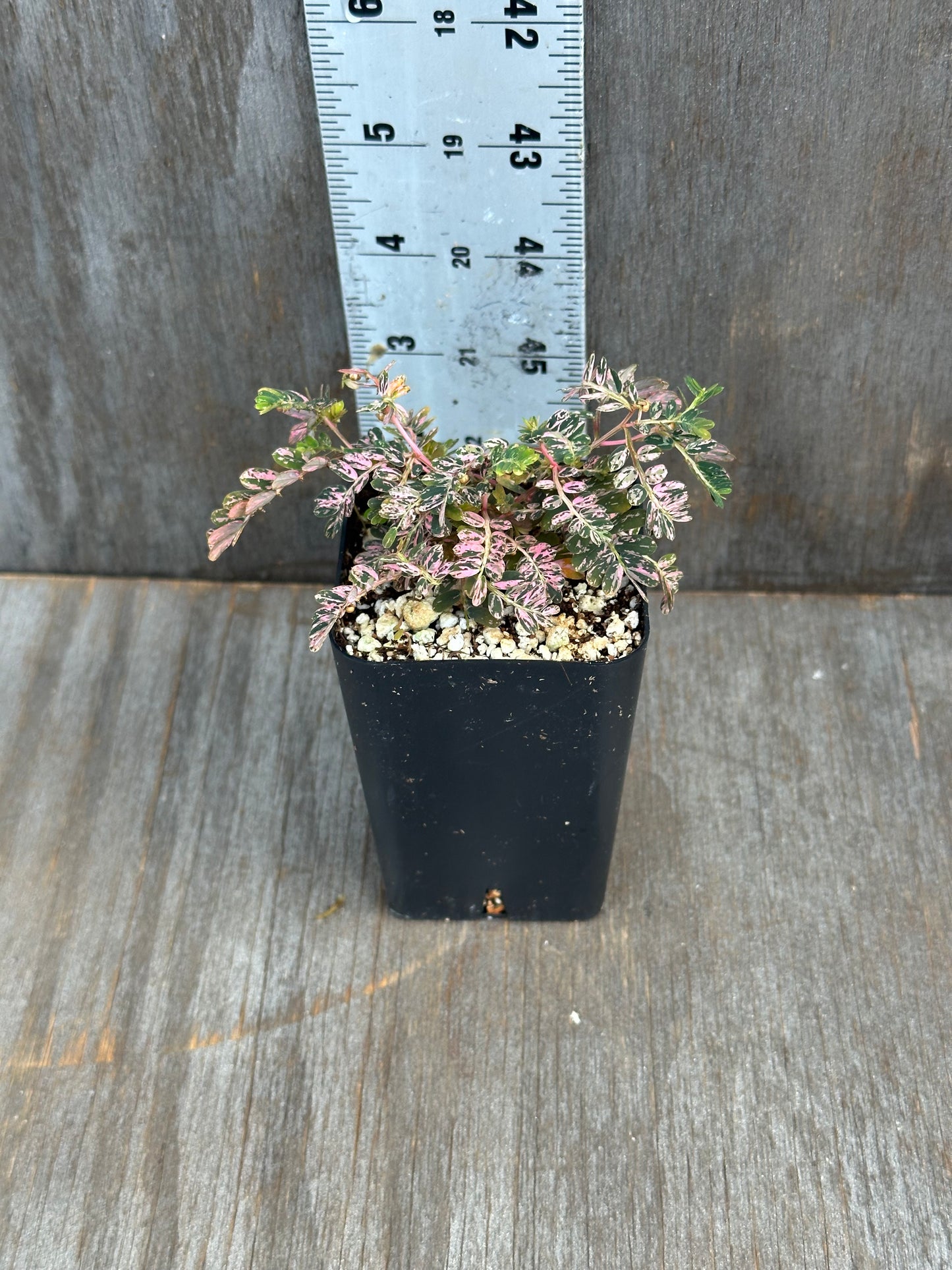 Phylanthus Urinaria Pink Variegated
