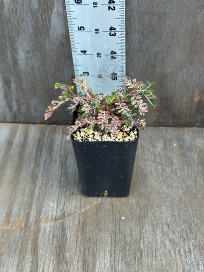 Phylanthus Urinaria Pink Variegated