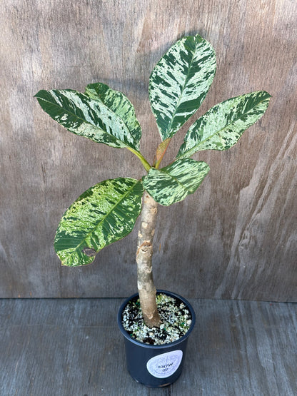 Plumeria Rubra Variegated 'Speckled' in a 4-inch pot, featuring distinct green and white variegated leaves, ideal for exotic houseplant collectors.