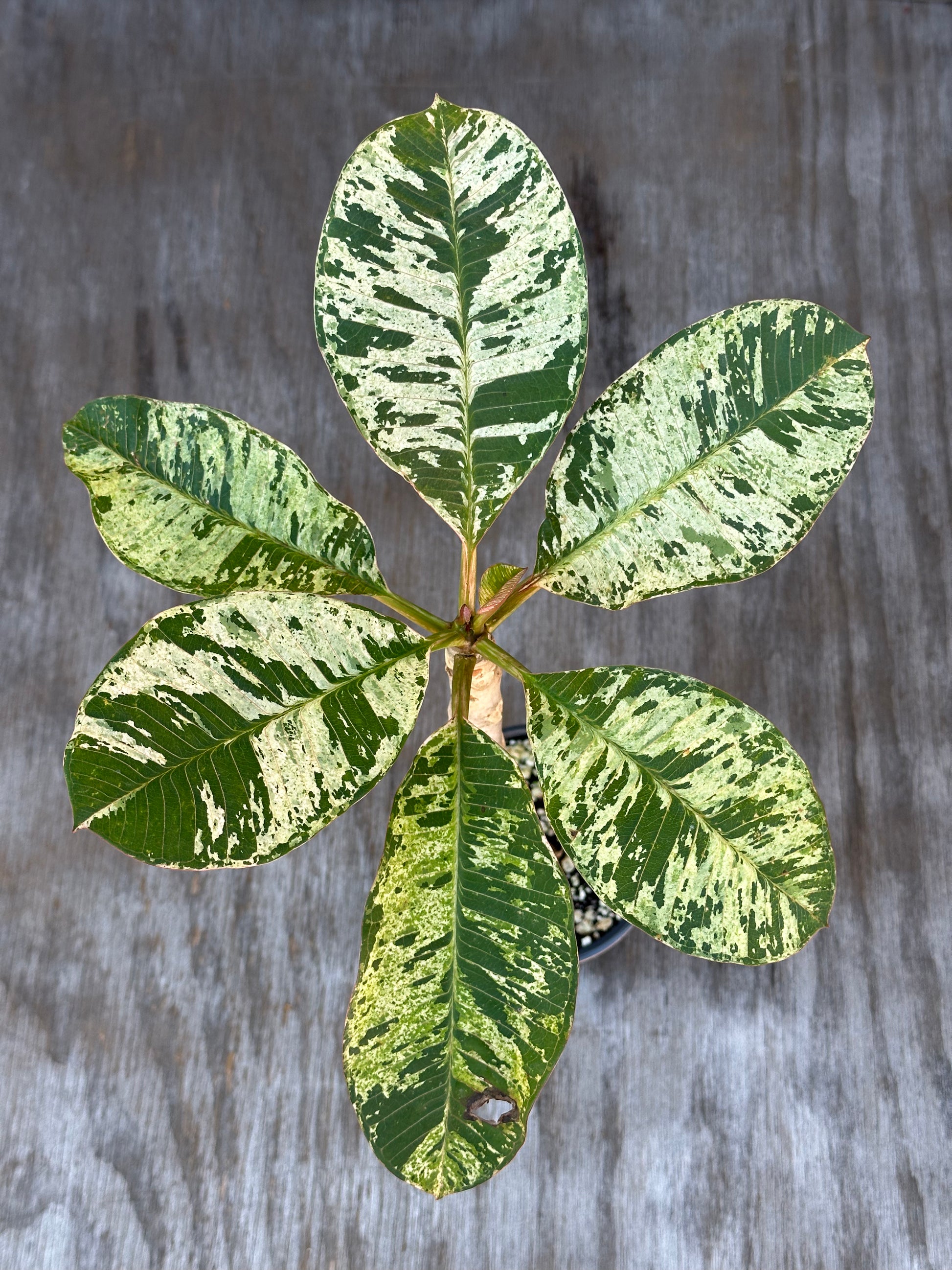 Plumeria Rubra Variegated 'Speckled' in a 4-inch pot, featuring detailed close-ups of its unique leaf variegation.